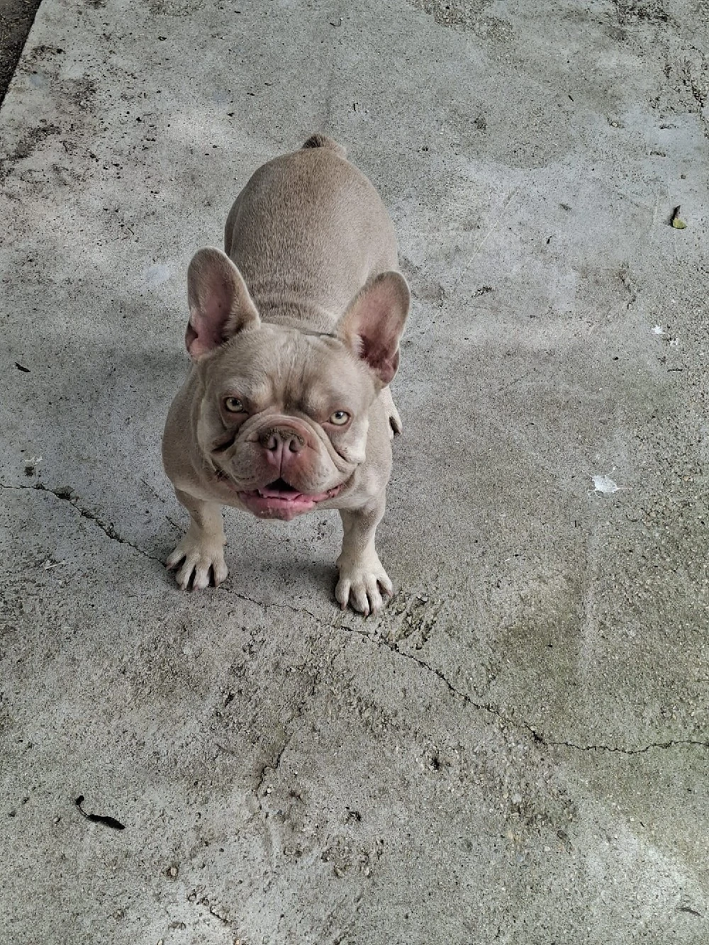 Mascul Disponibil Bulldog francez 