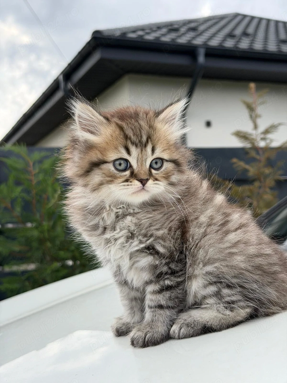 Pisici british tabby silver