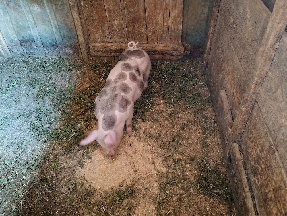 Purcea pietrain 13 săptămâni 