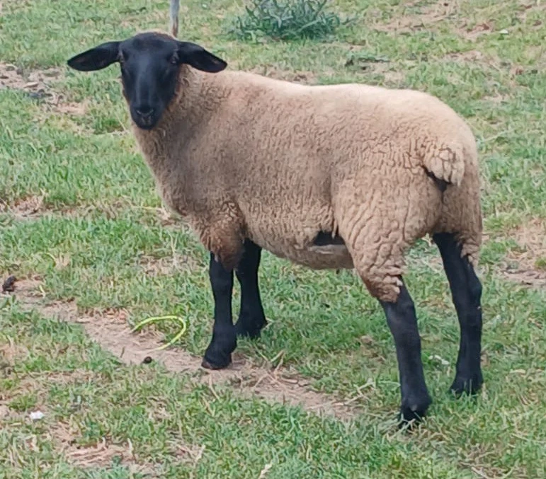 Mielute si berbecut Suffolk