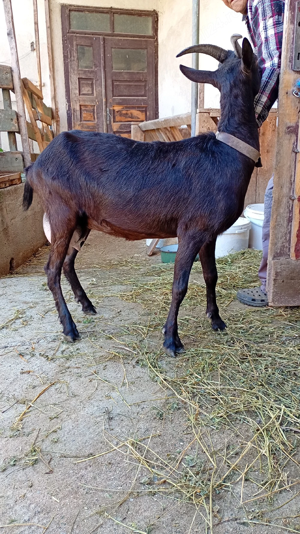 Capra de vinzare Alpina Franceza