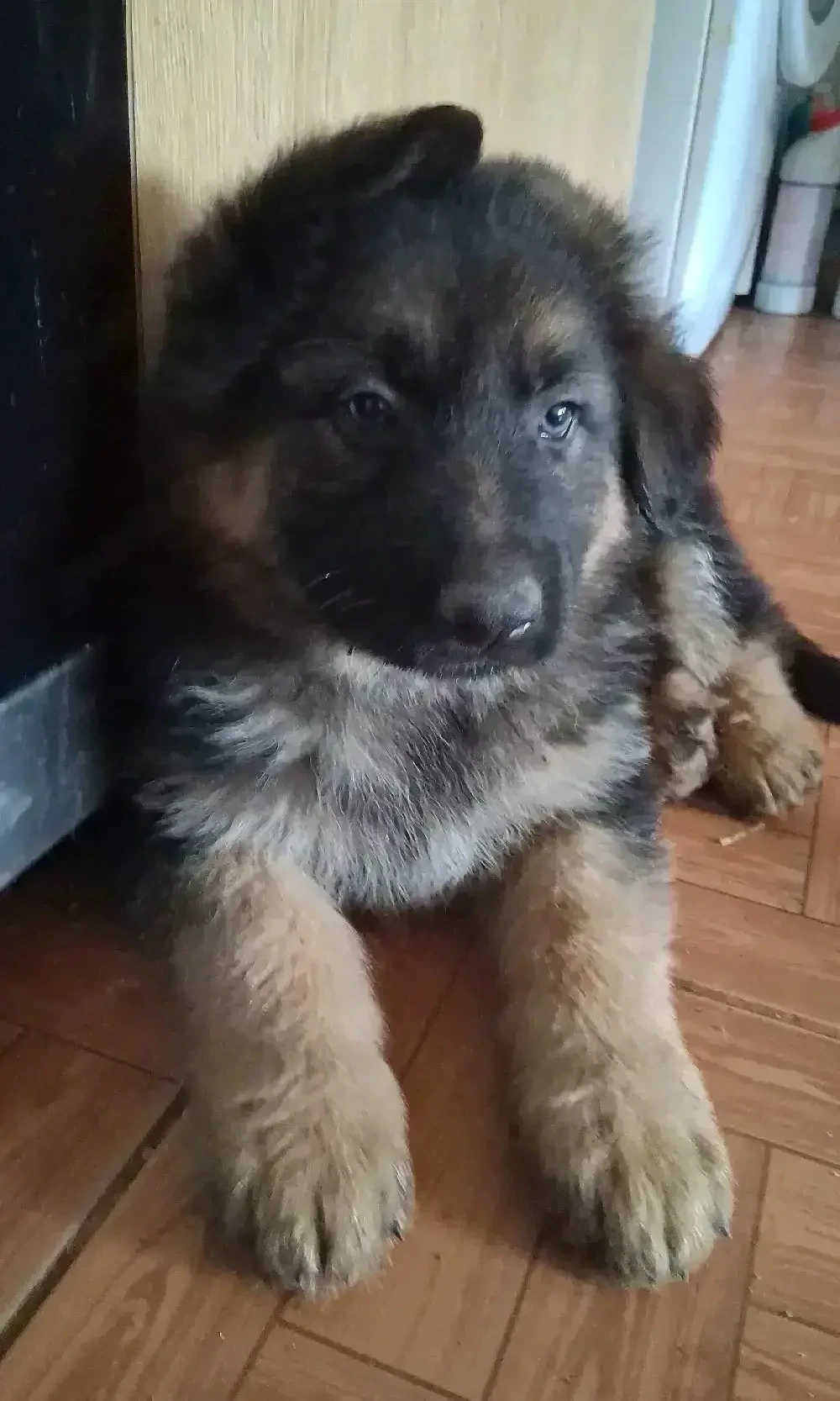 Pui ciobanesc german