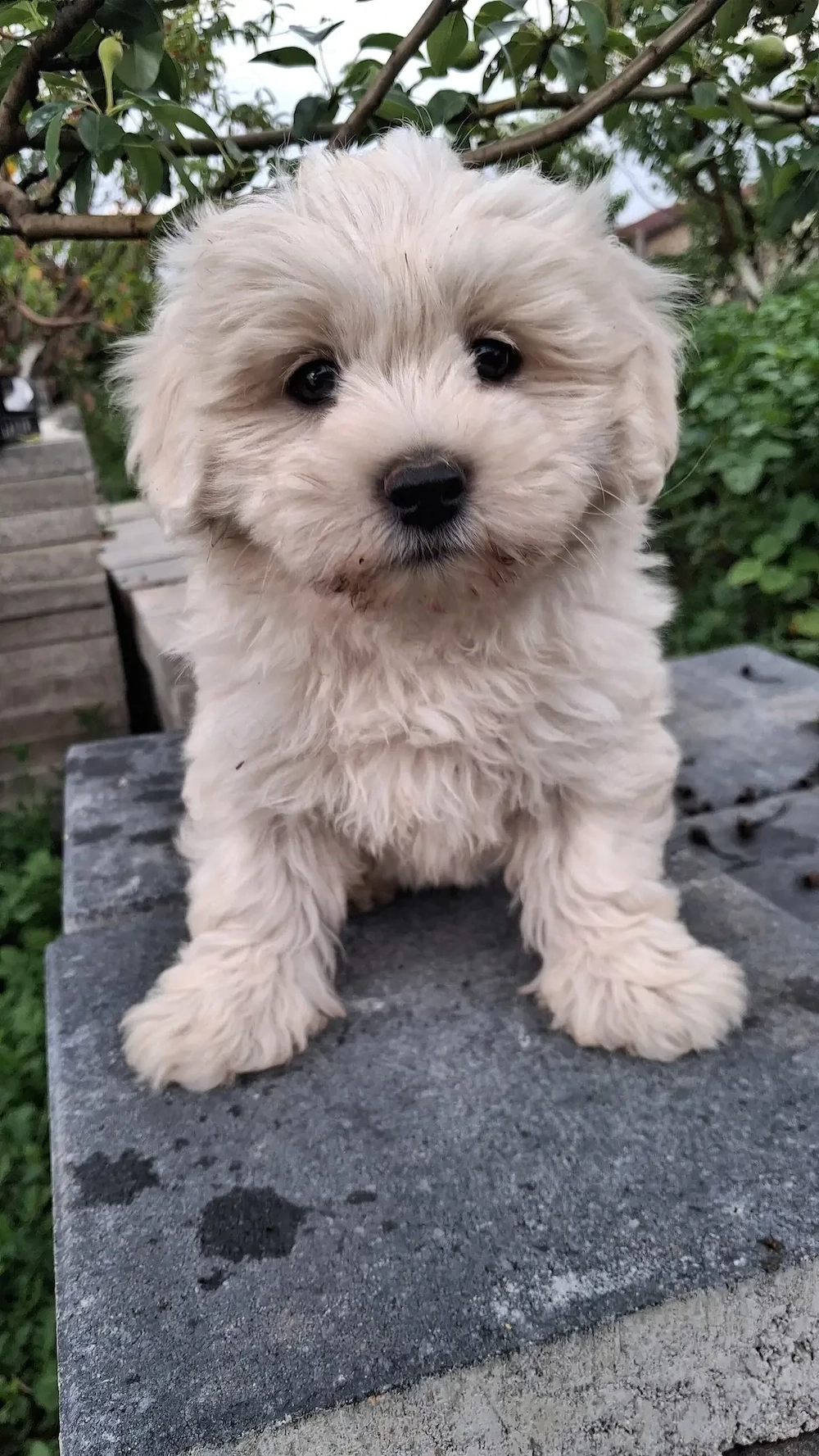 Cățelușă bichon de vânzare 