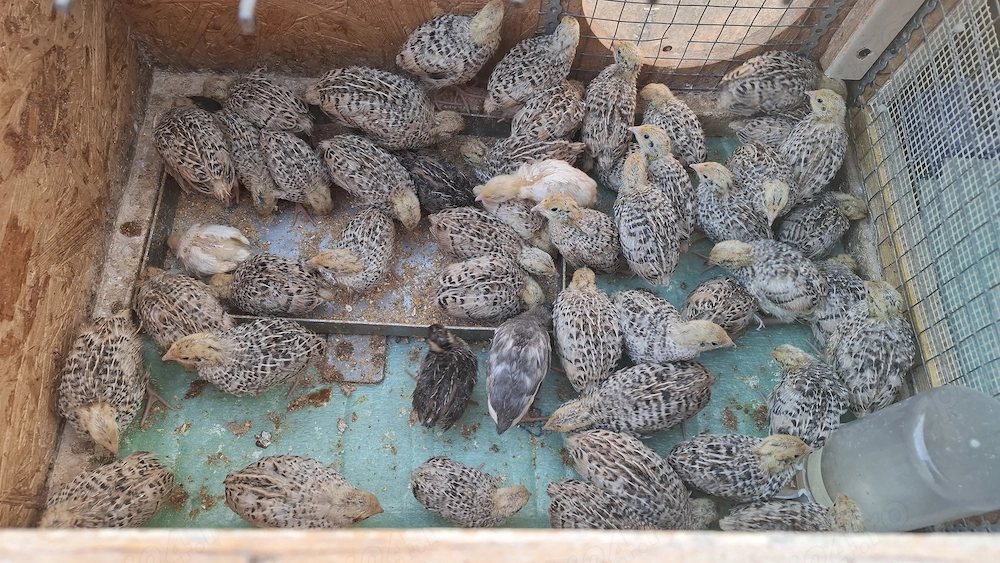 Pui de prepelita Jumbo Gold