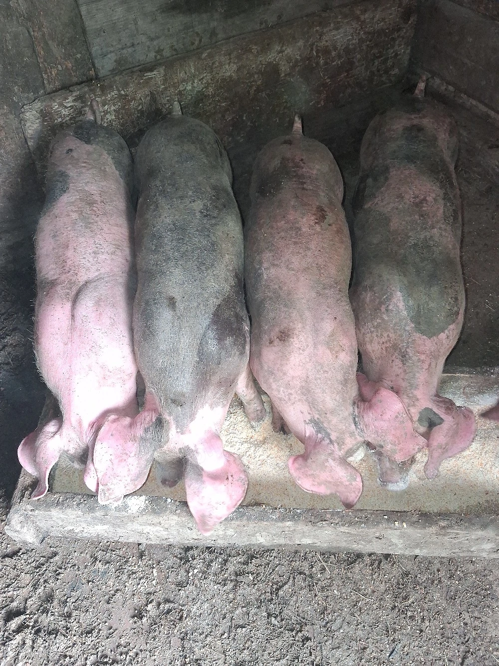  purcei de vanzare( 9 saptamani)