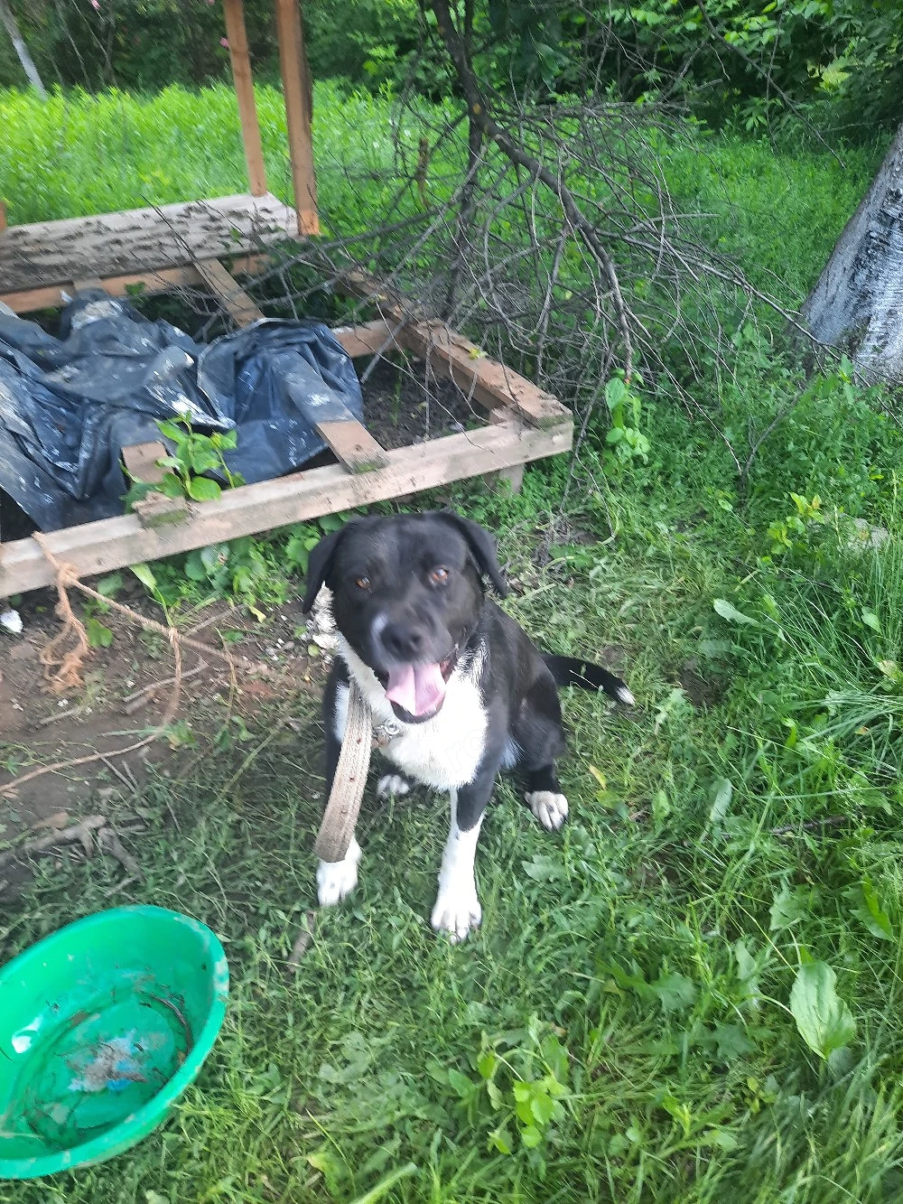 donez cîine labrador
