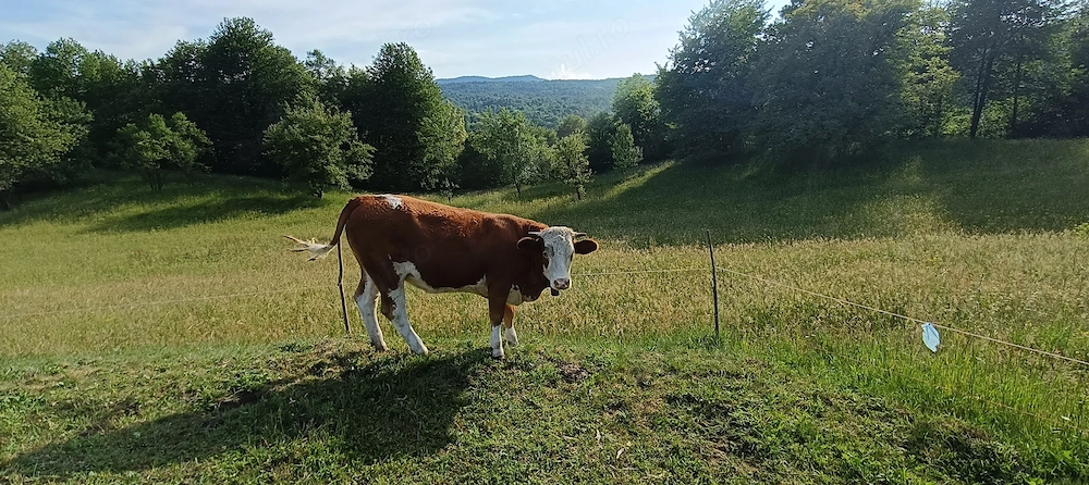 Vând vitea bălțată românească de 1 an și 2 luni