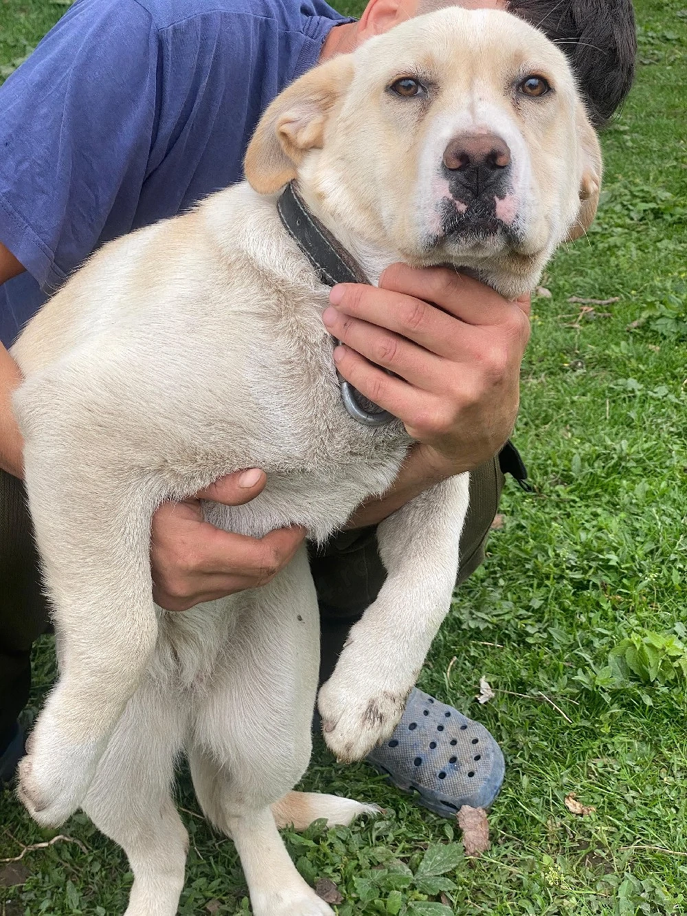 Vând Labrador de de 6 luni vaccinată mai multe detalii în privat