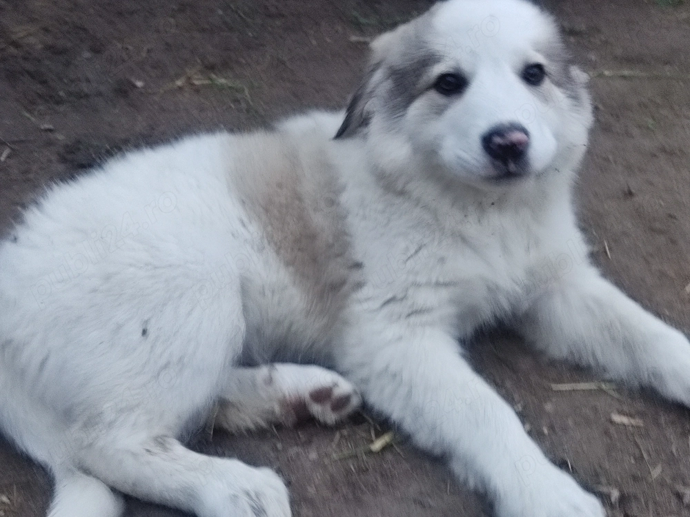 1 mascul și 3 femele Ciobănesc de Bucovina
