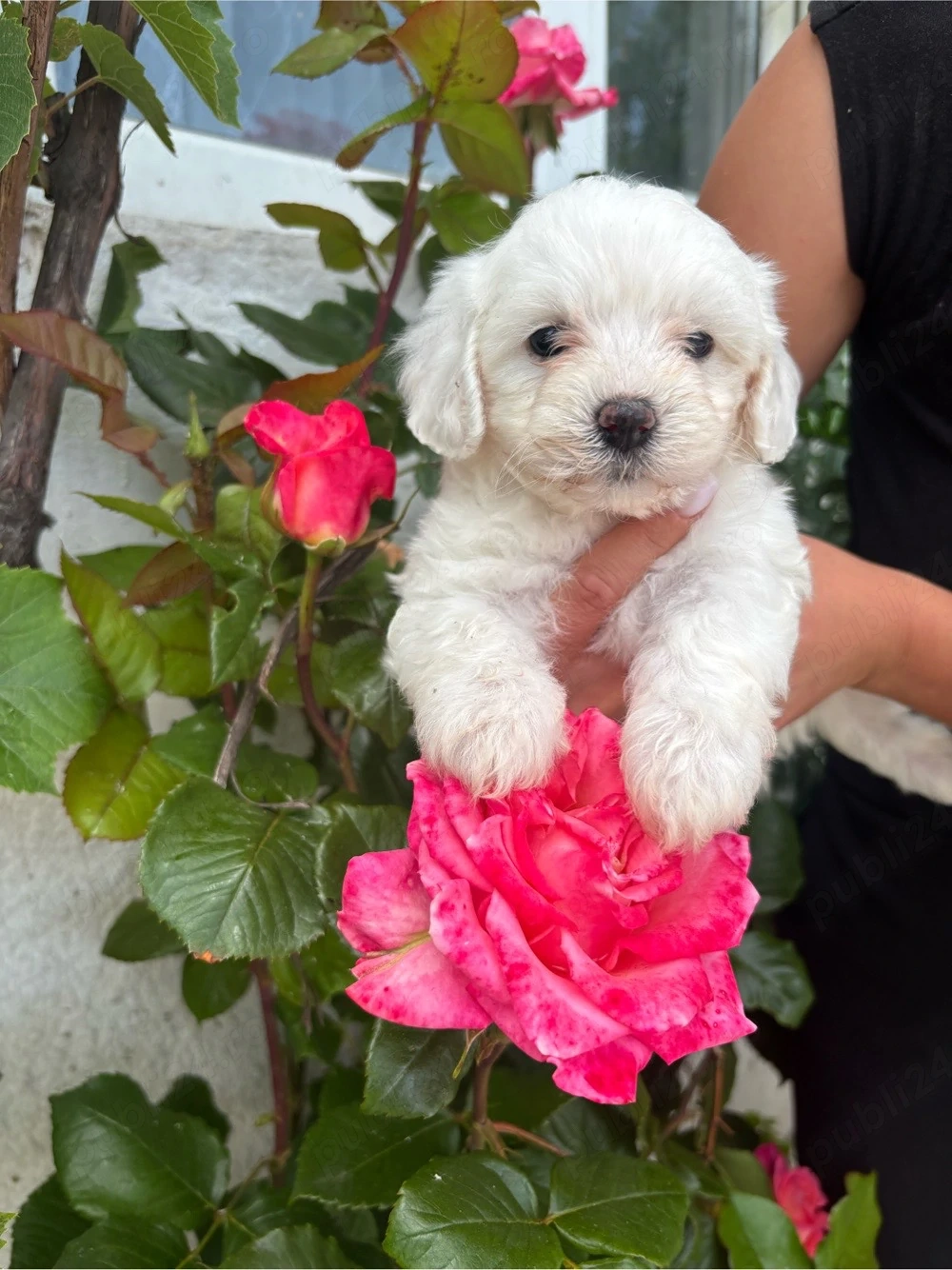 Bichon maltez de talie mica !