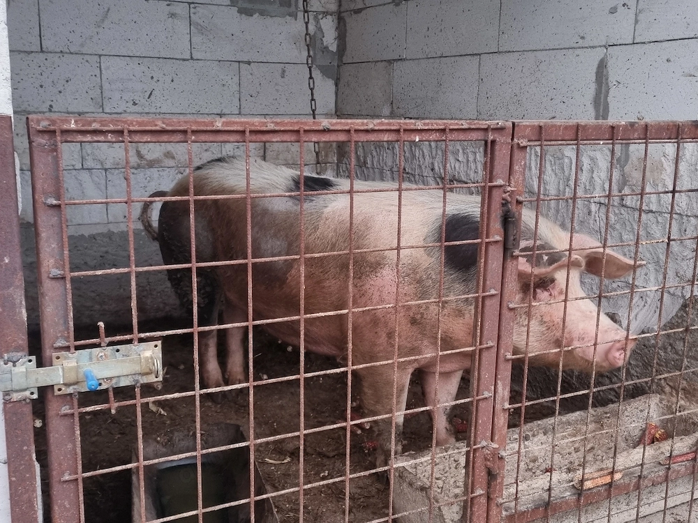 Vând scroafă mixt pietrain 250 kg aprox