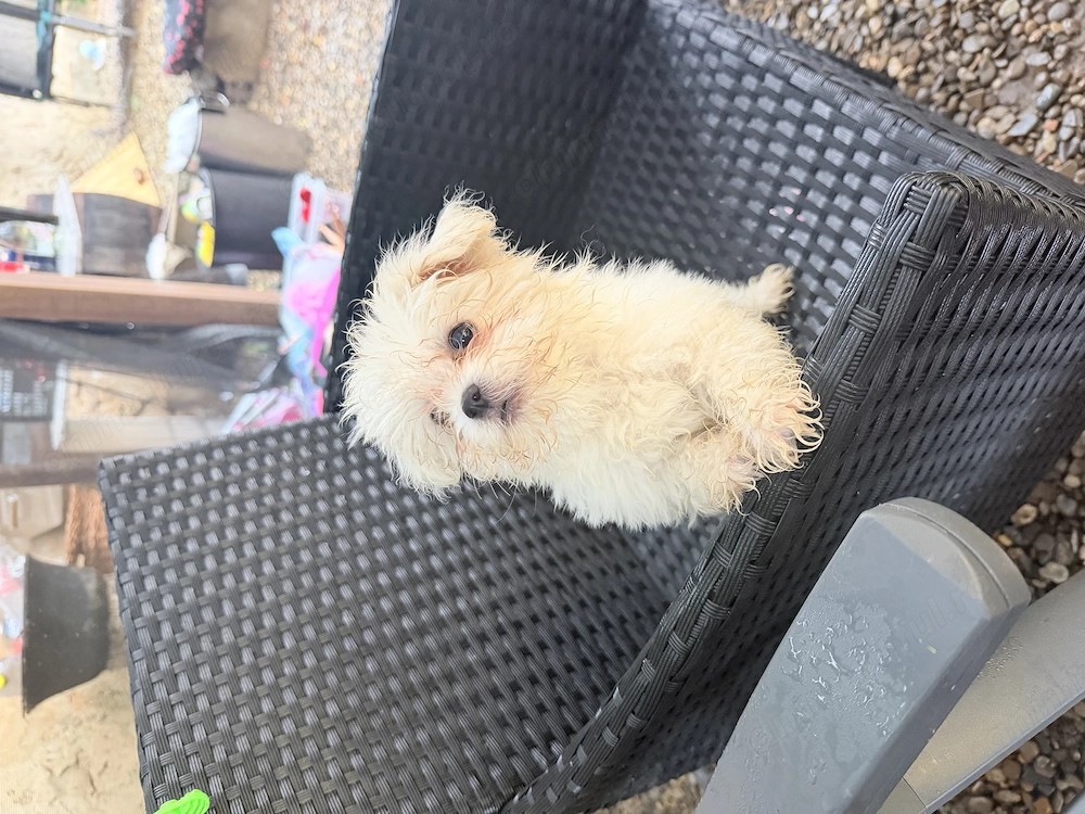 Vând Bichon Maltez talie mică 