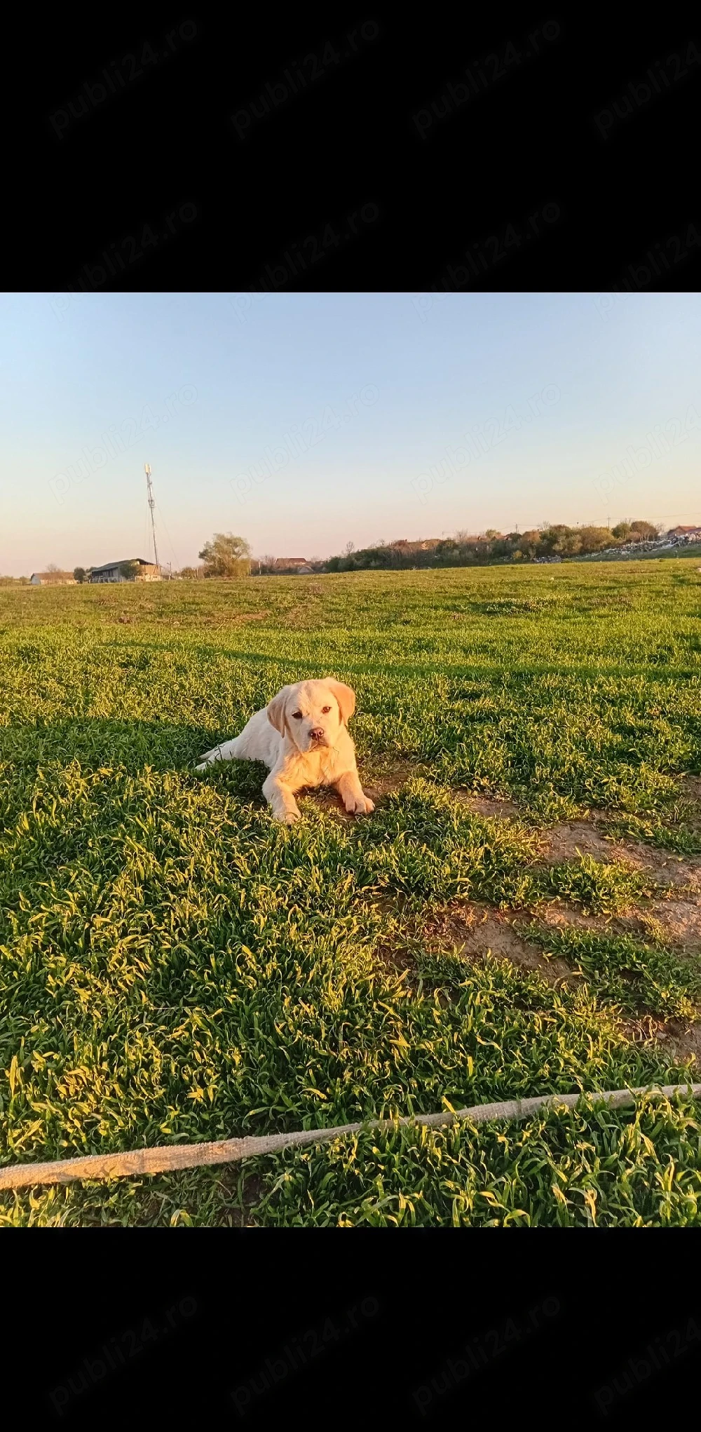 catel labrador retriever 