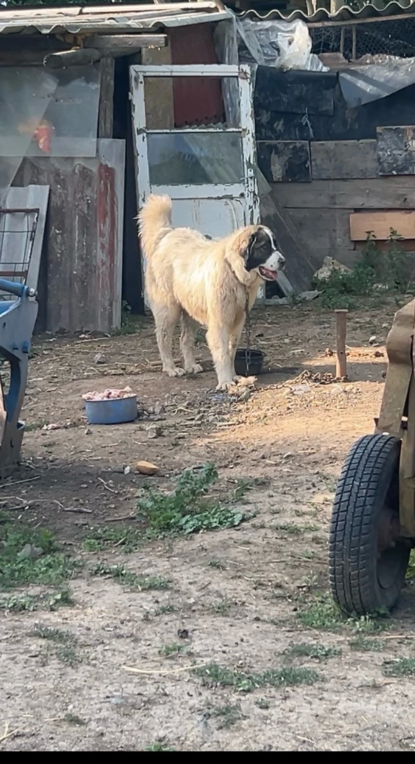 femela ciobanesc de bucovina