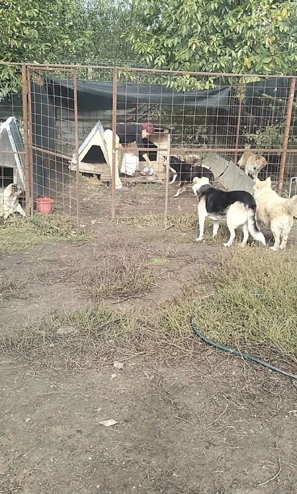 Căutăm îngrijitor rezident pentru refugiu de animale
