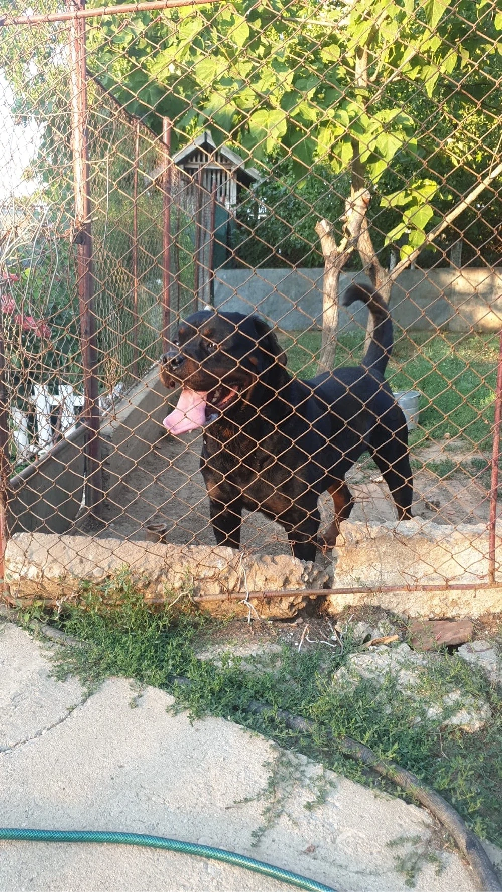 Donez Rottweiler