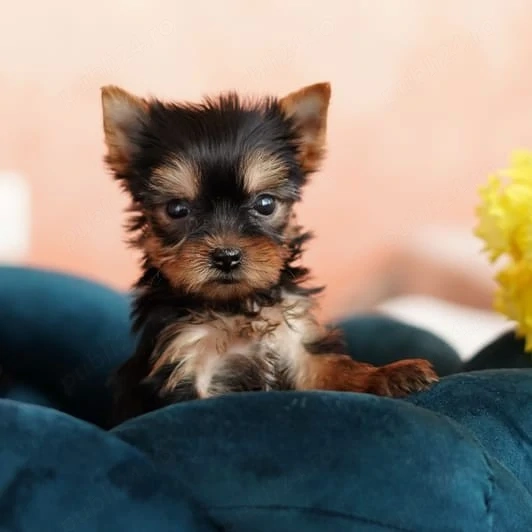 Yorkshire terrier talie mica