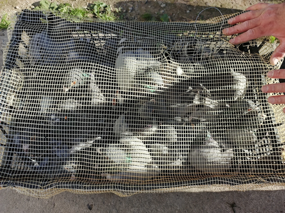 Porumbei de vanzare