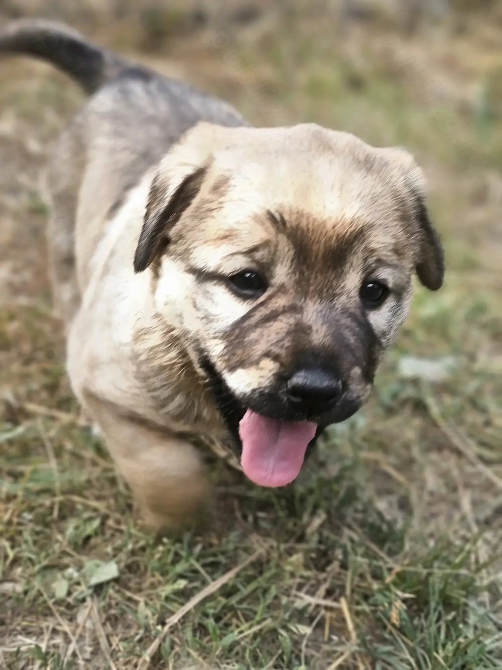 Ofer spre adopție catelus 