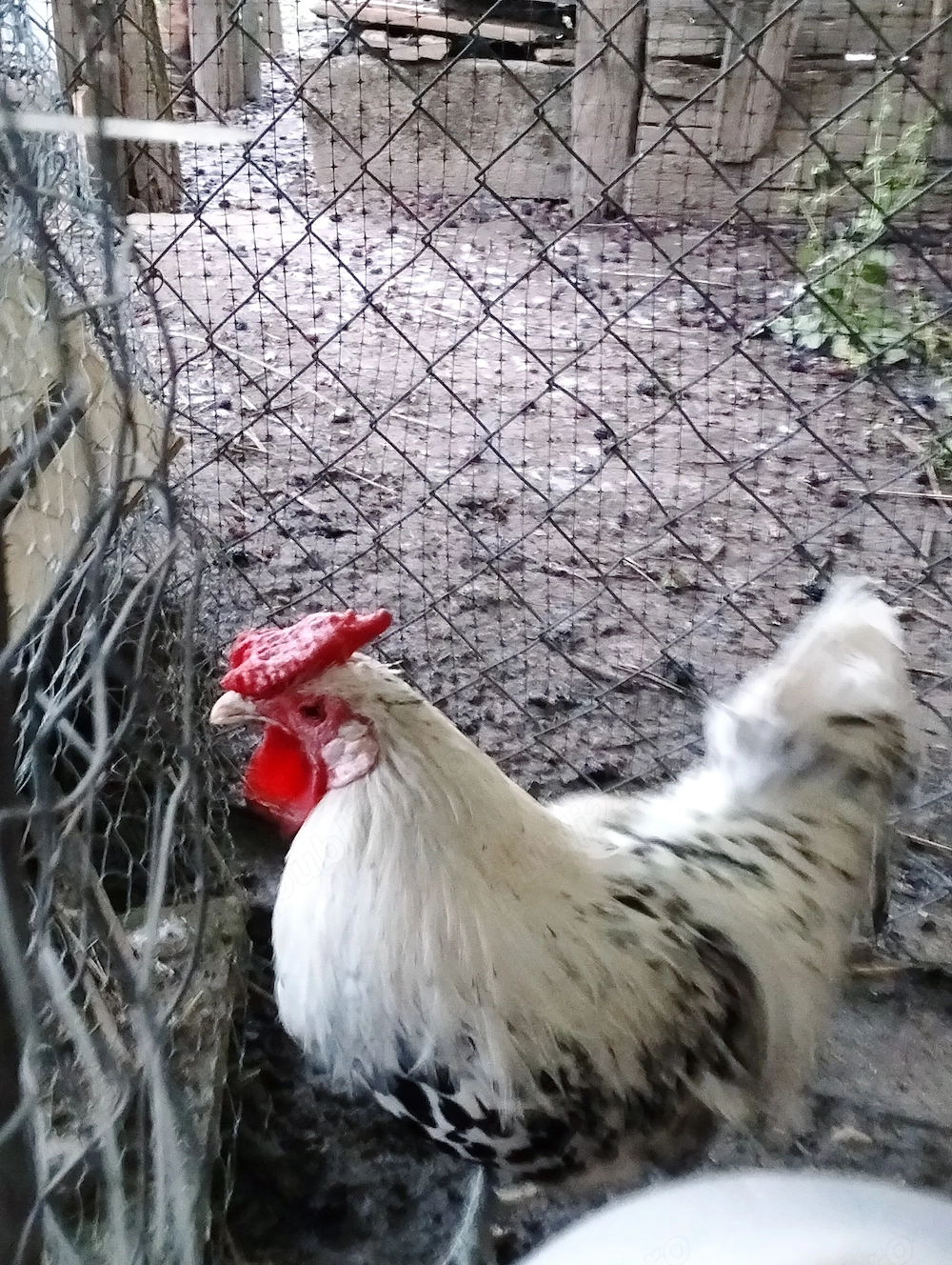 Urgent cocoș hamburg