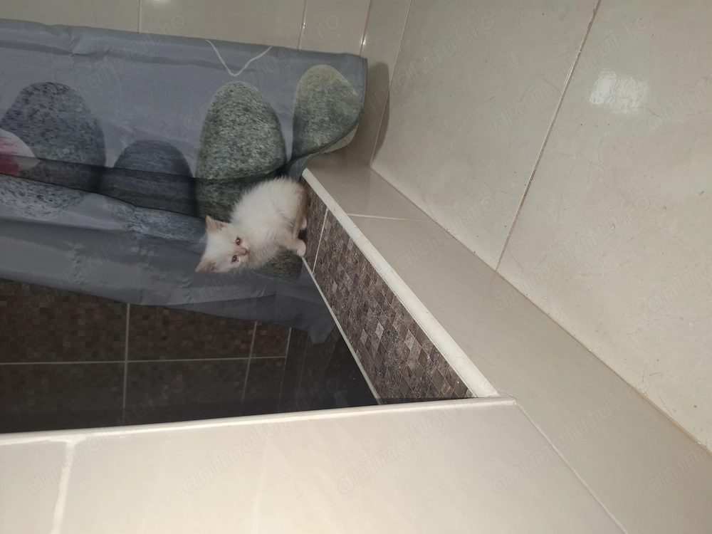 Suntem pregătiți sa avem o noua familie 