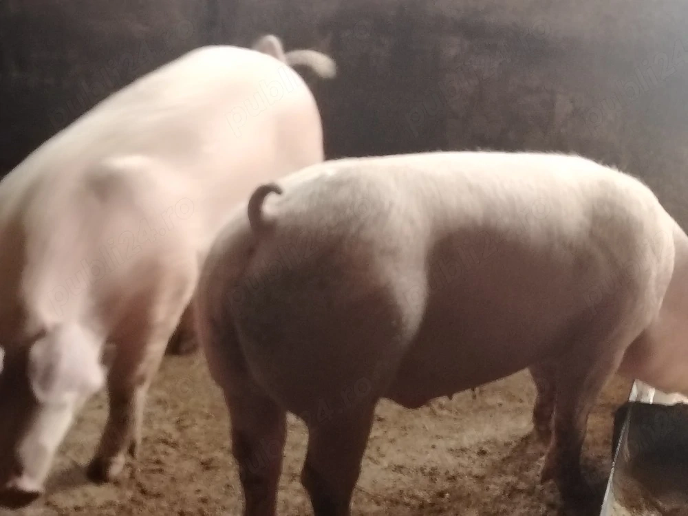 Porci mari de carne140-150 kg