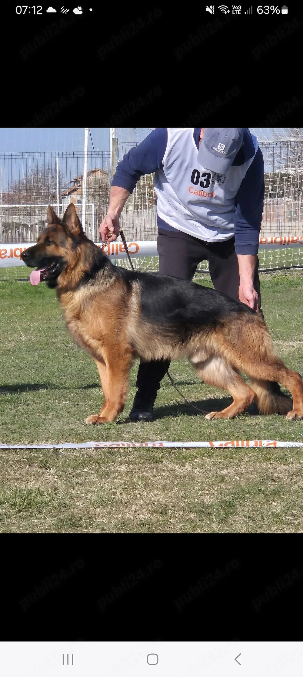 Cătei Ciobanesc German 
