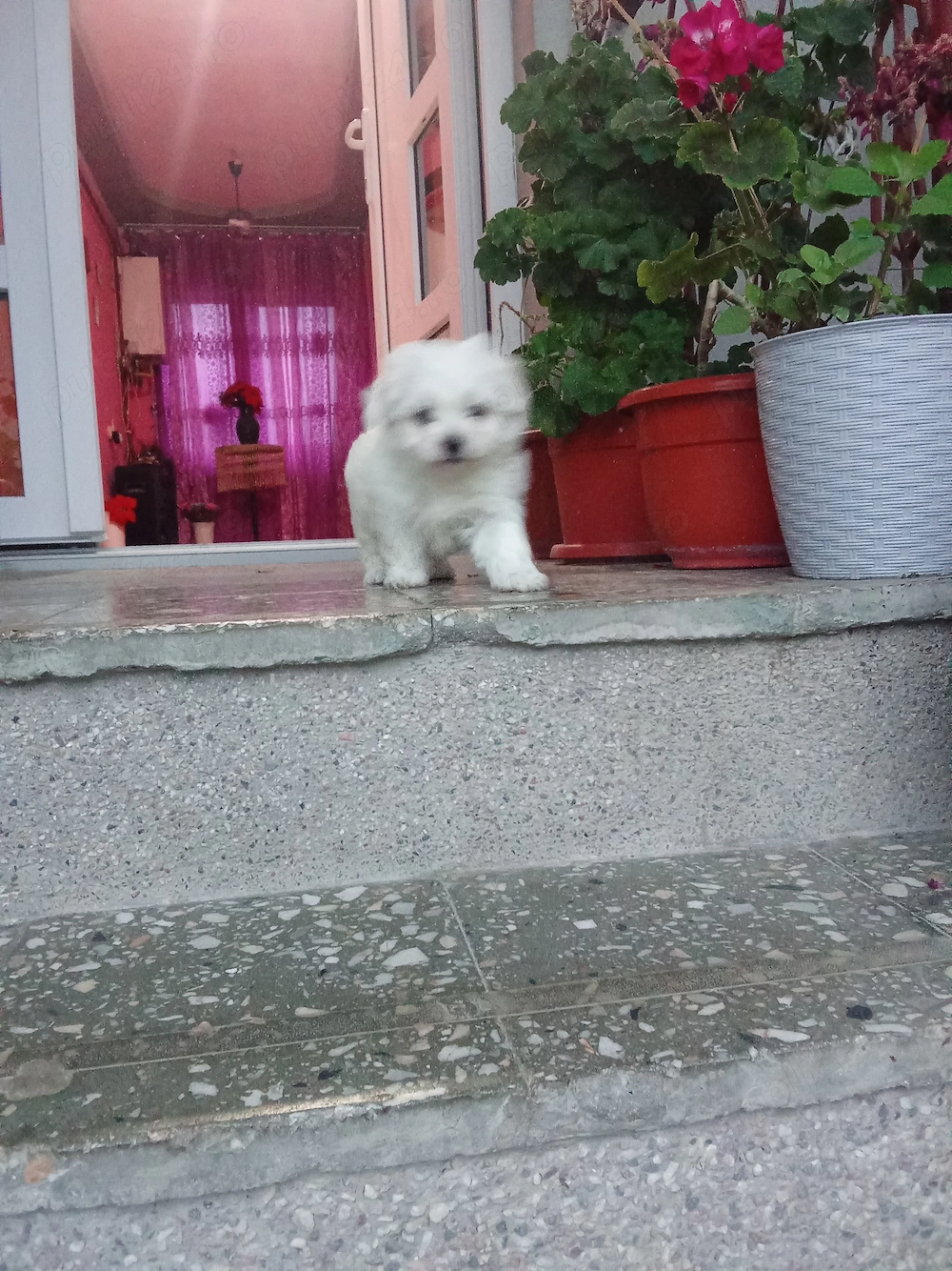 Bichon miny toy fetiță 