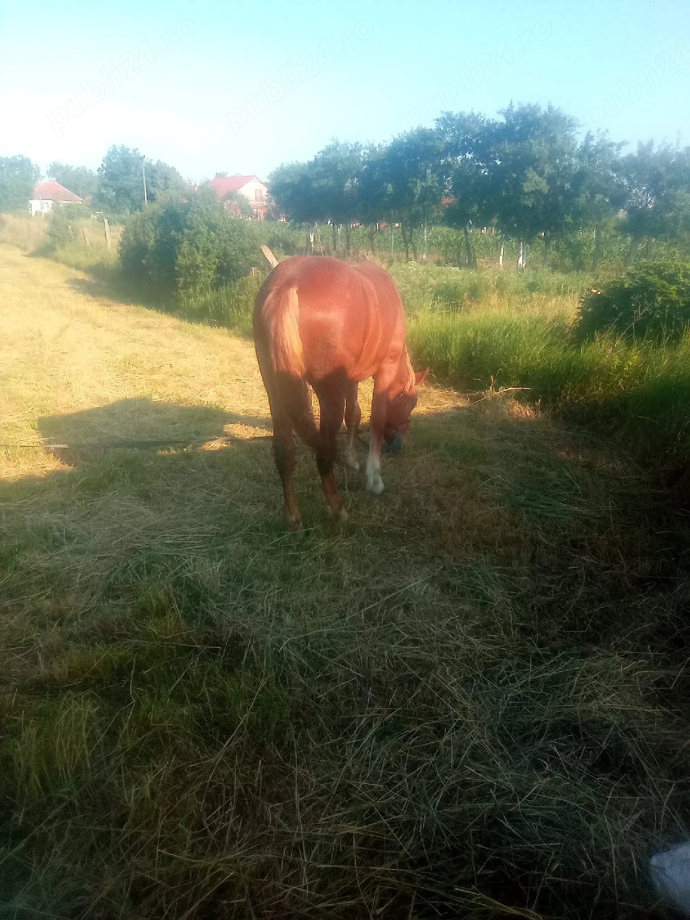 Minza de vinzare 