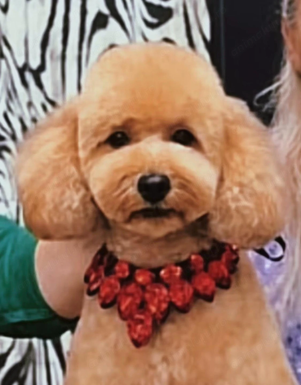 Fată și Băiat Poodle Miniature