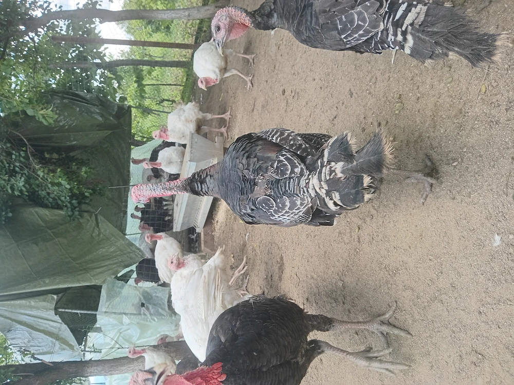 Vand pui de curca de 8,9 kg 