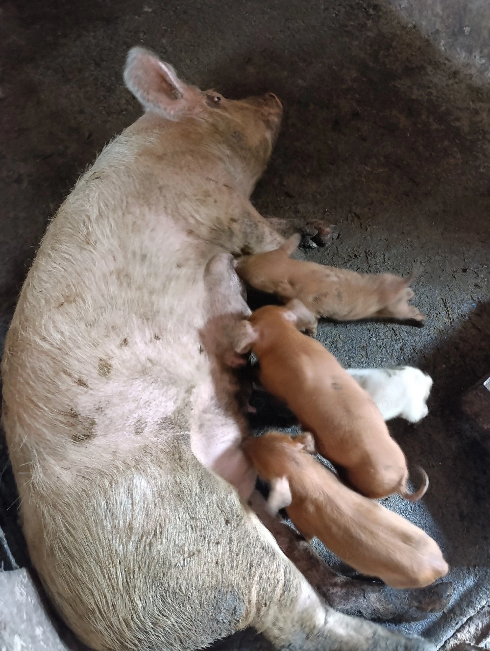 vand o Scroafa cu 4 purcei si una gestanta