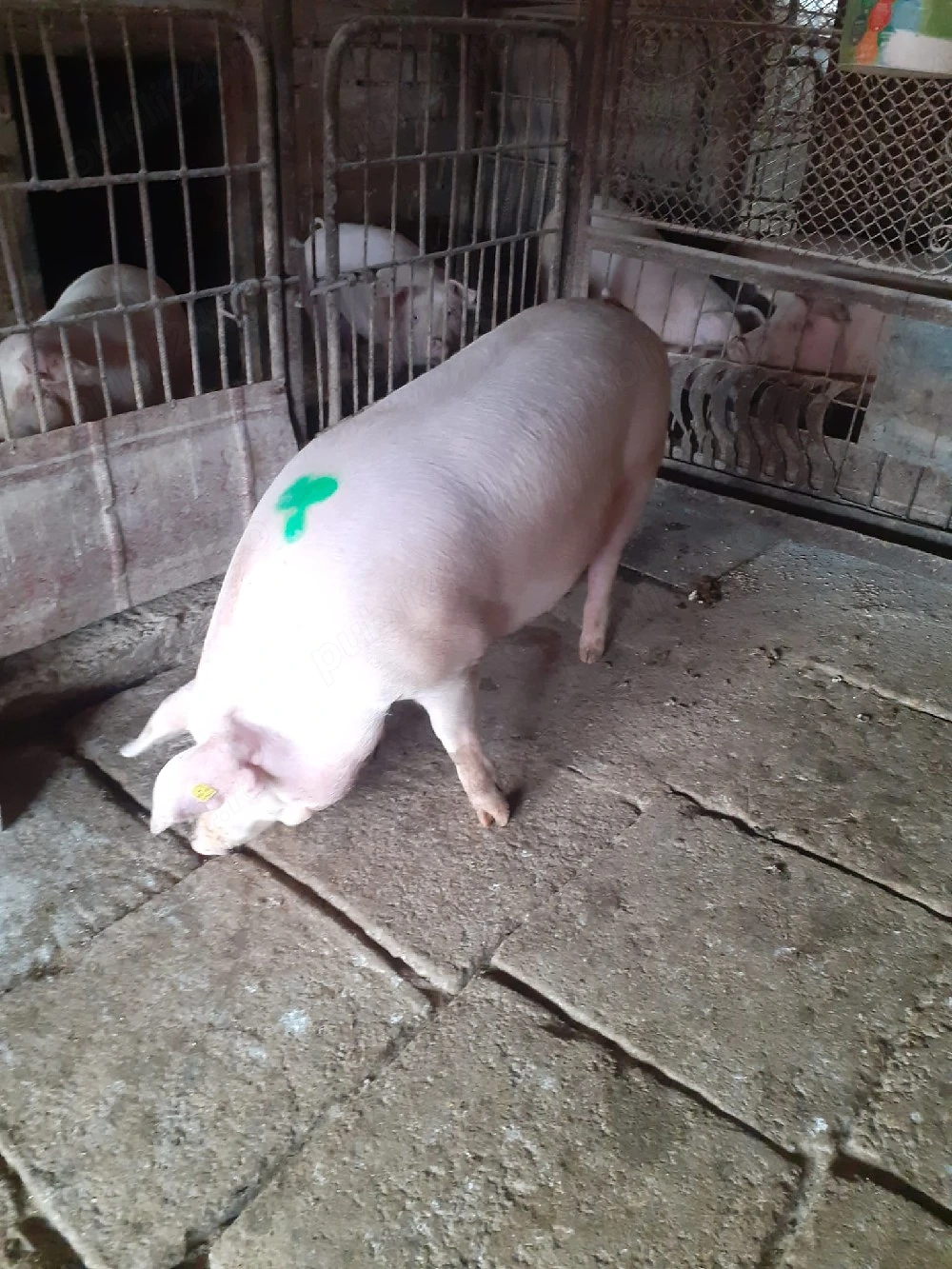 Vand porc mascul 130 kg