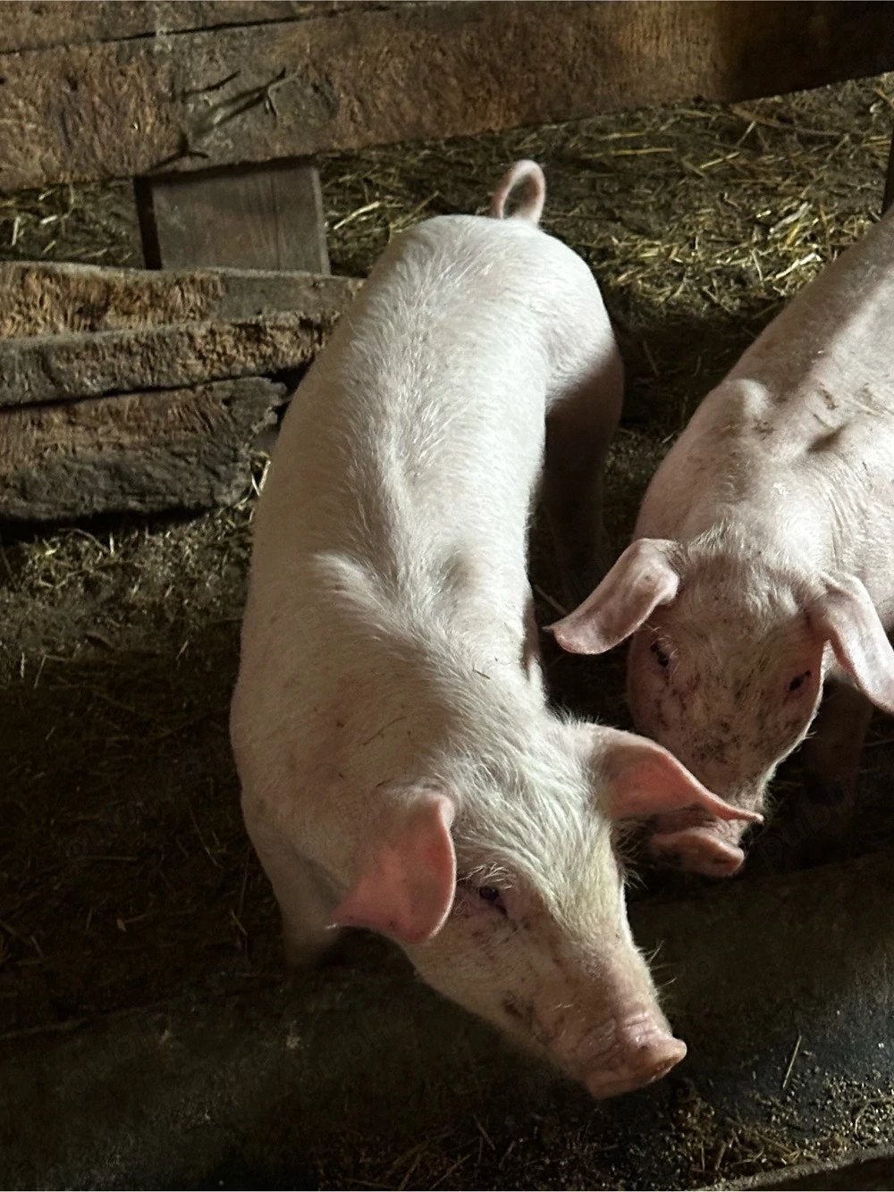 Landrace de vanzare