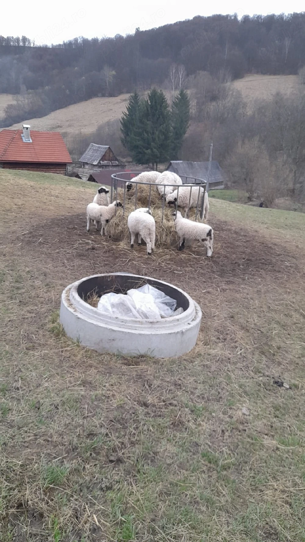 vind  oi sau schimb 