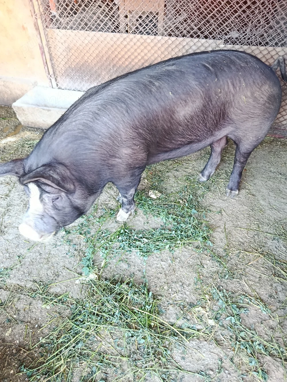 Vand porc ideal pentru proțap 