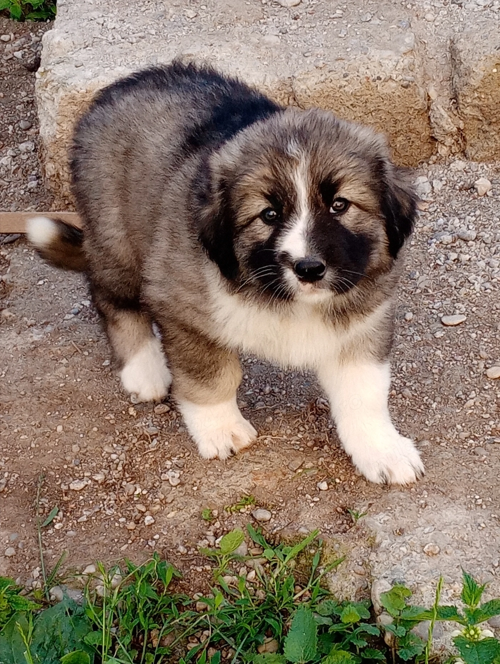 Vând căței ciobănești carpatini