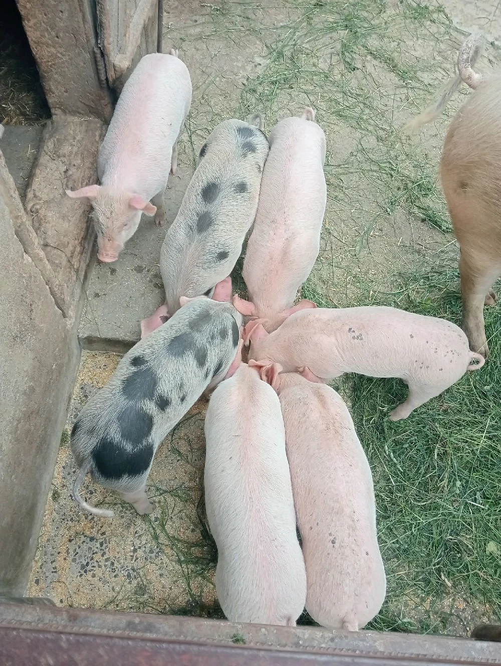 Vând purcei de 9 săptămâni 