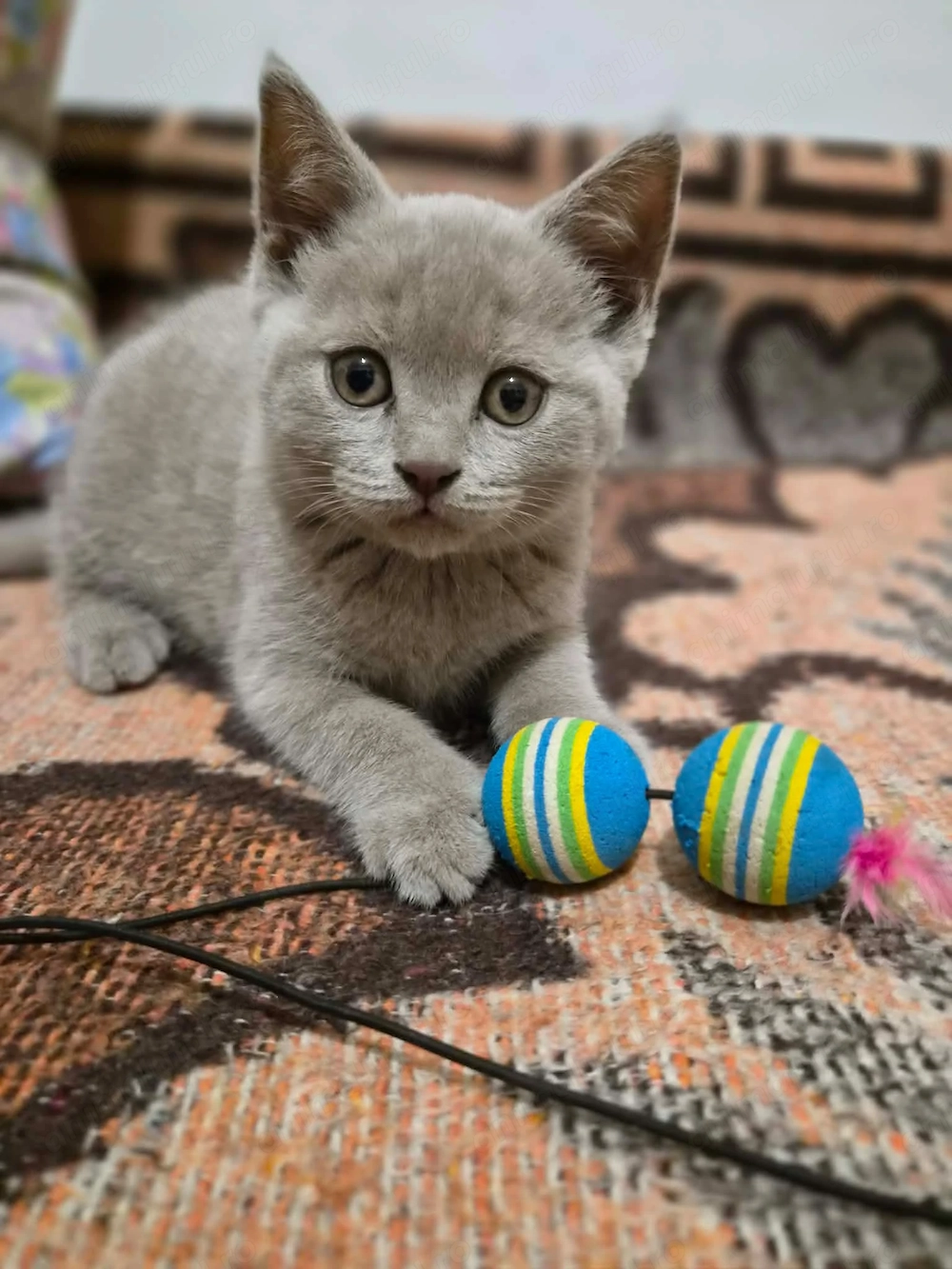 Brittish Shorthair Silver | Foarte jucăușă și iubitoare