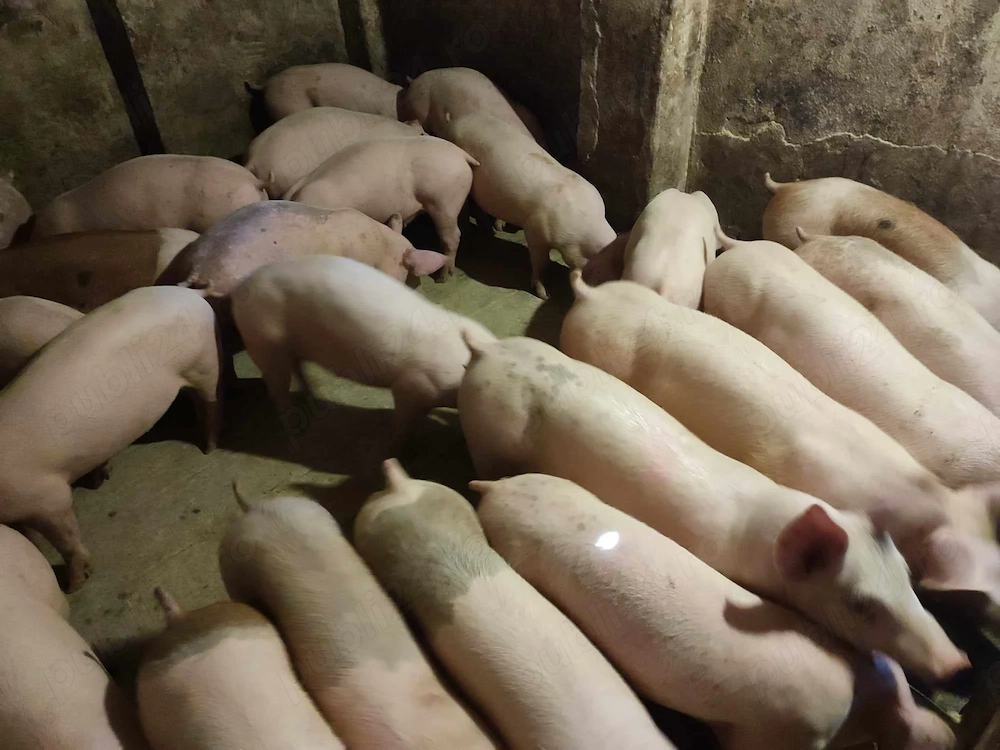 Șoldani rasă de Carne 35-45kg