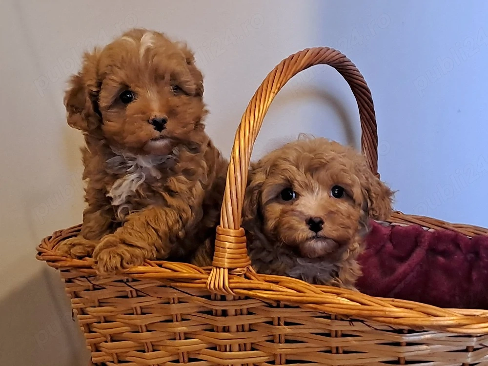 Catei Maltipoo 