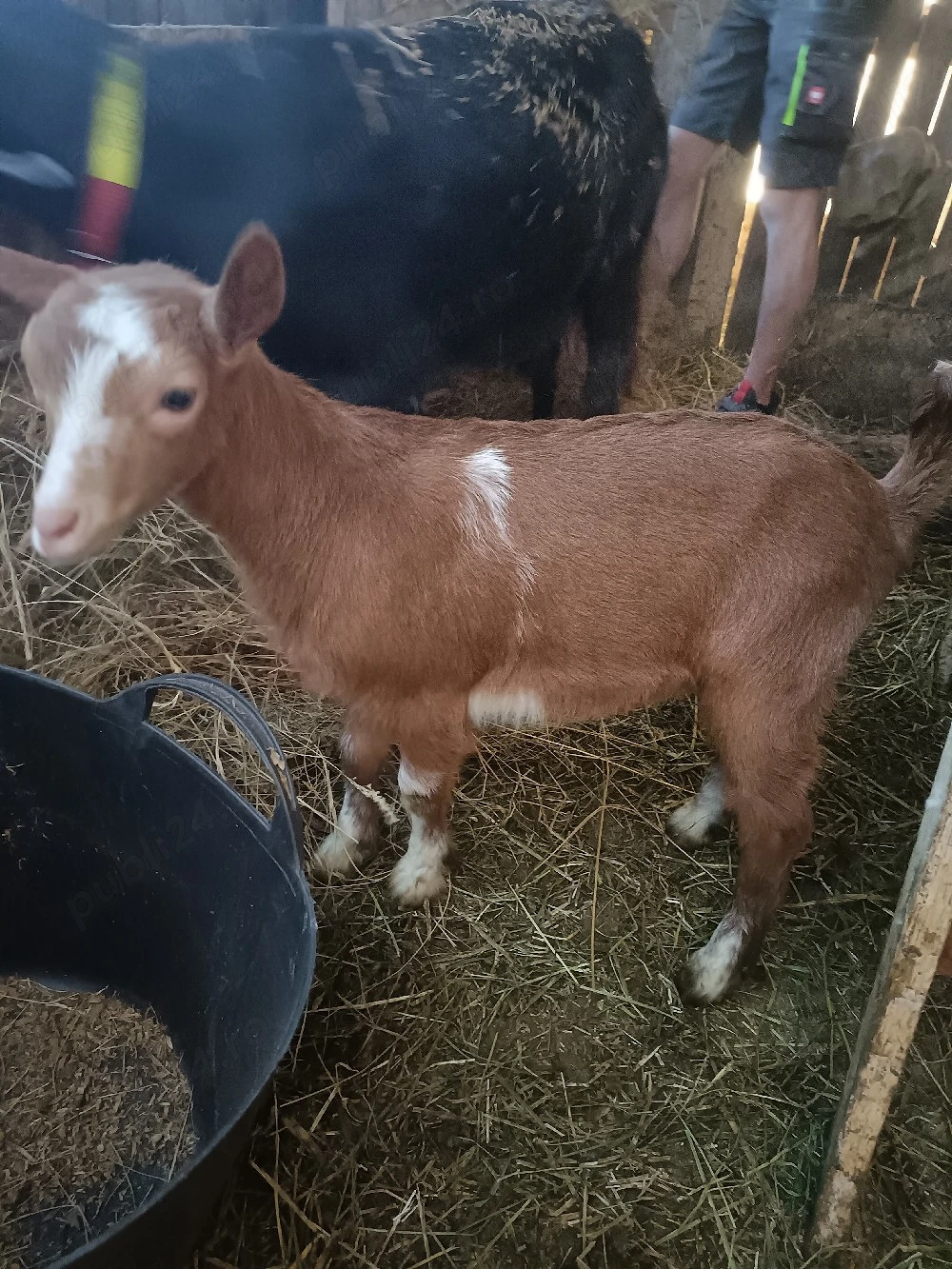 vând 2 ieduțe și un tapisor 