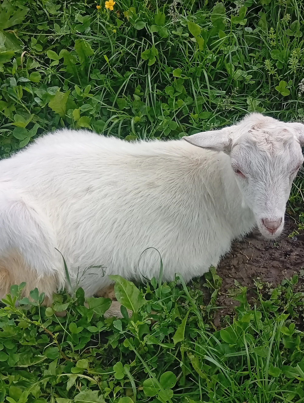 Vând Țap Sannen Ciut  și un Țap Metis Alpin Francez