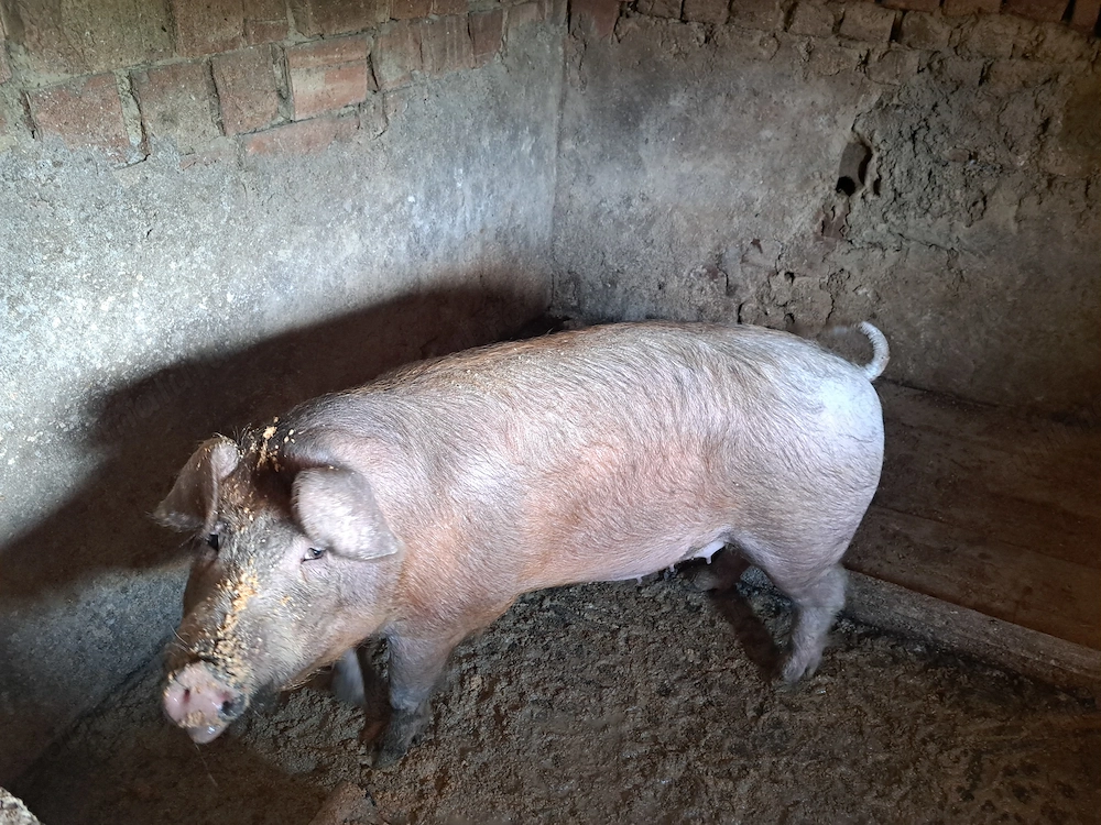 Disponibil scroafa de 120-130kg