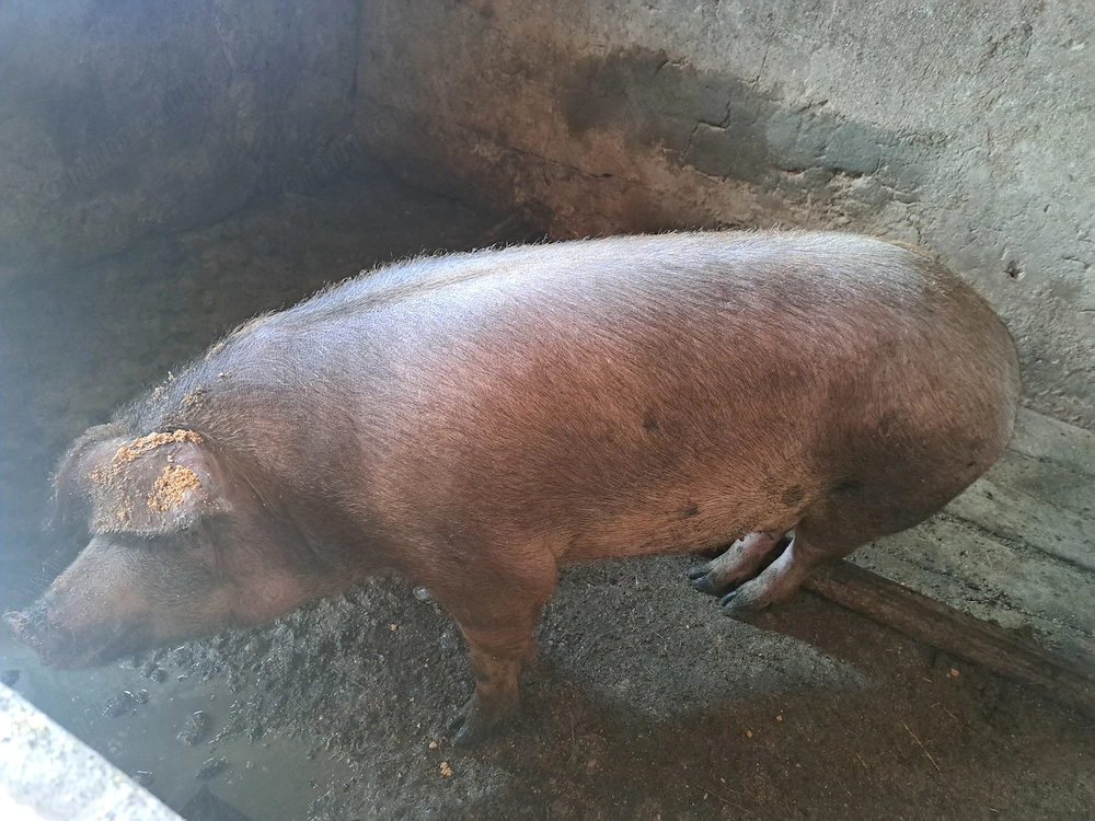 Disponibil scroafa de 160-170kg