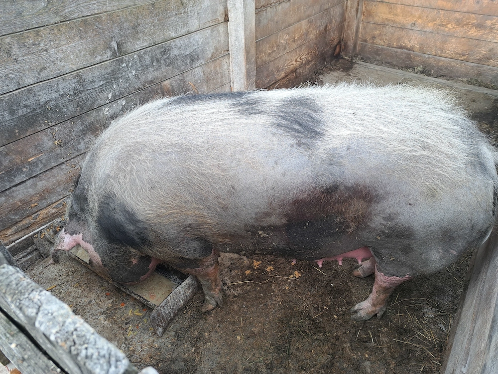 Disponibil scroafa de 330-350kg