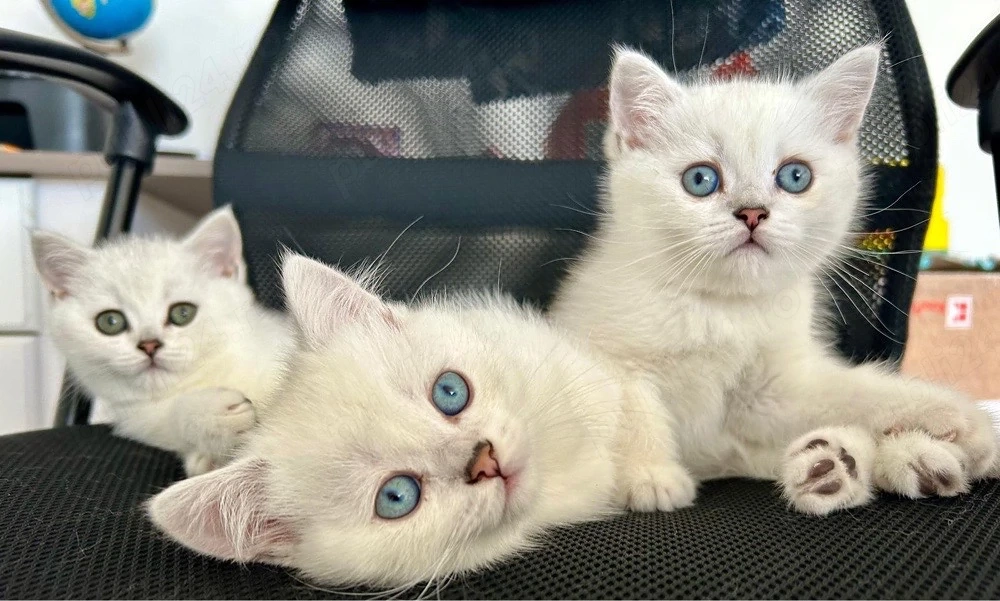 Motanel british shorthair silver 