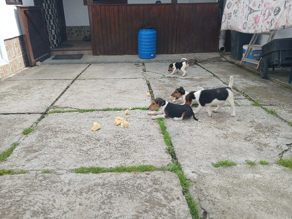Vând caței fox terrieri