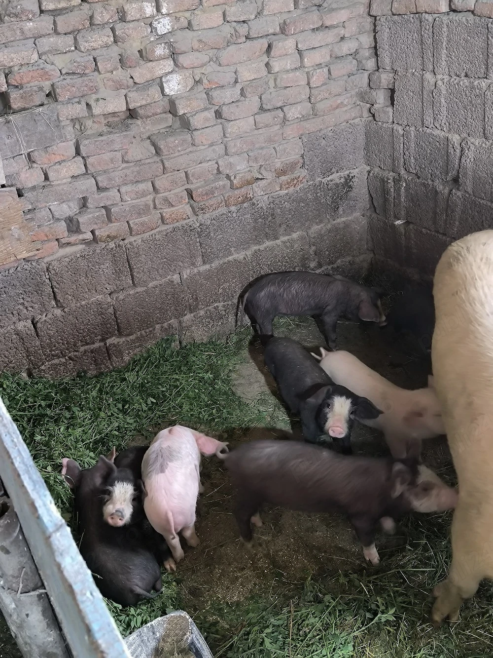 purceii de vânzare 8 buc.