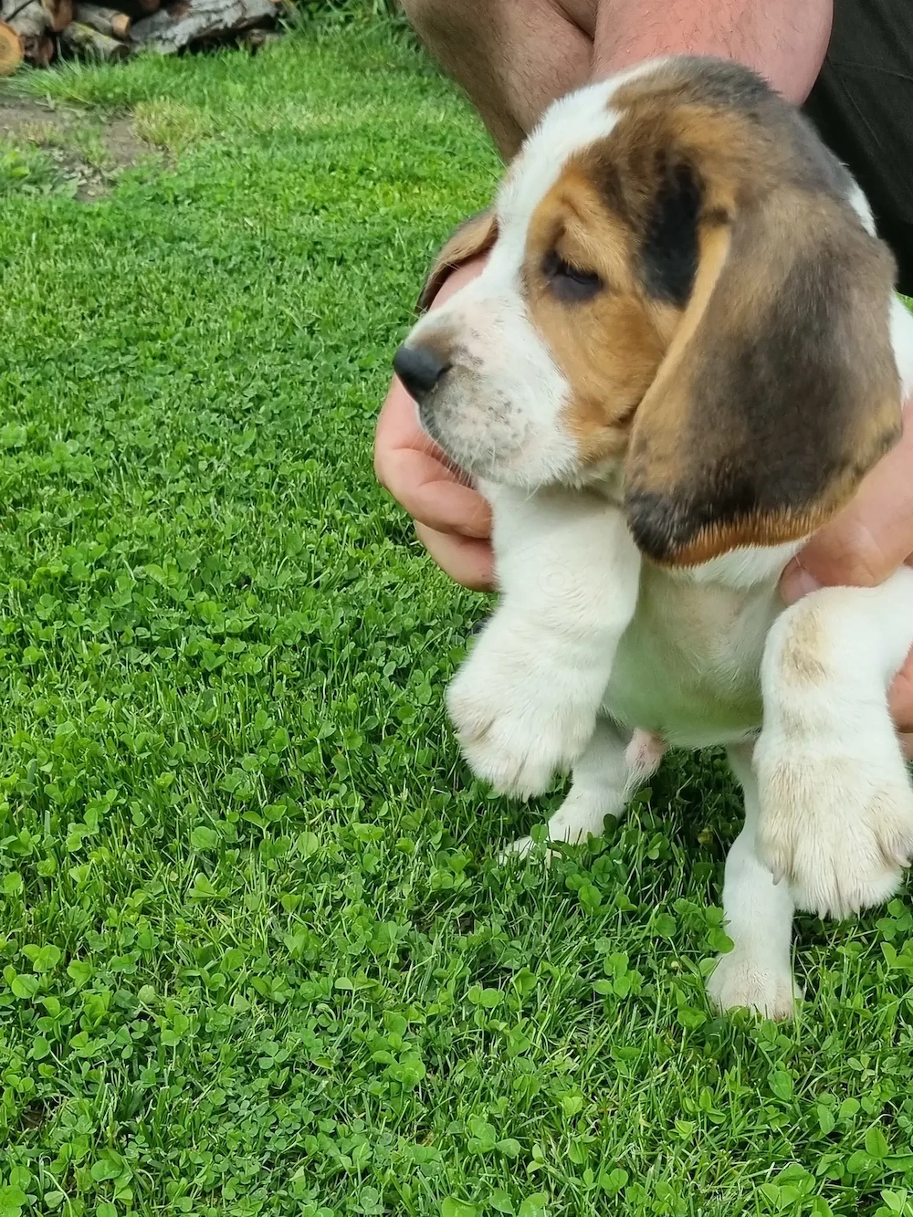 Beagle tricolor 